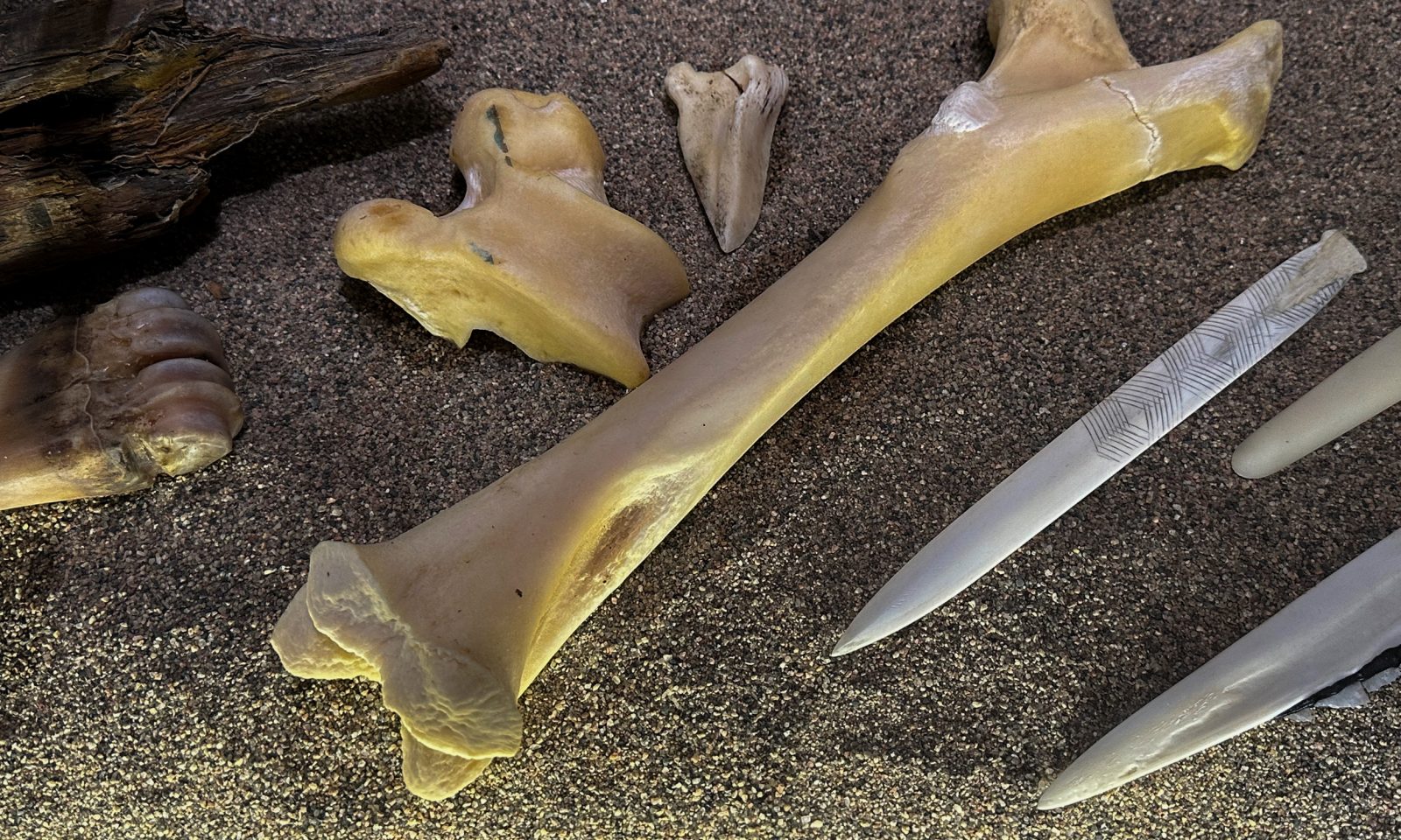 A close-up of a display case displaying bones and tools made from bones.