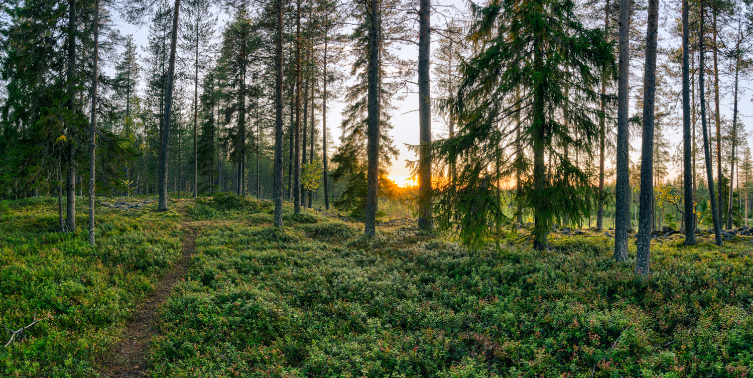 Vihreä metsä, aurinko laskee horisontissa.